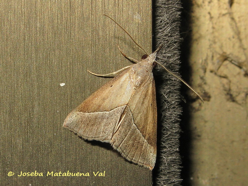 Hypena lividalis - Erebidae